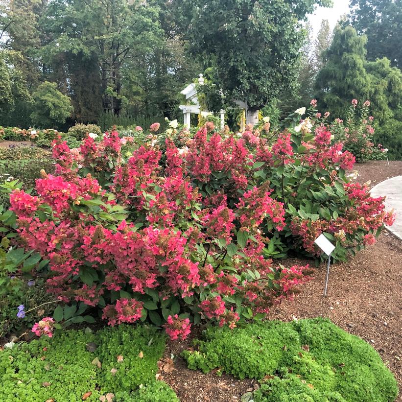 Kolmavesu Flare™ Hydrangea