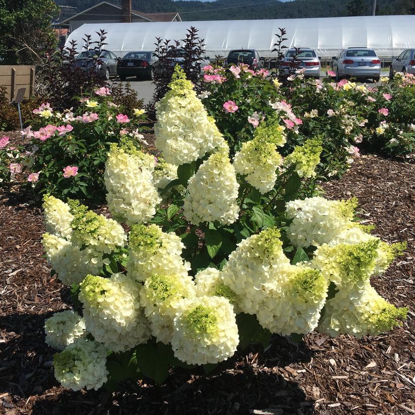 Kolmakilima Moonrock® Hydrangea