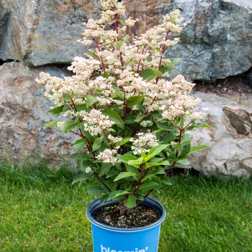 HPOPR018 Torch™ Hydrangea