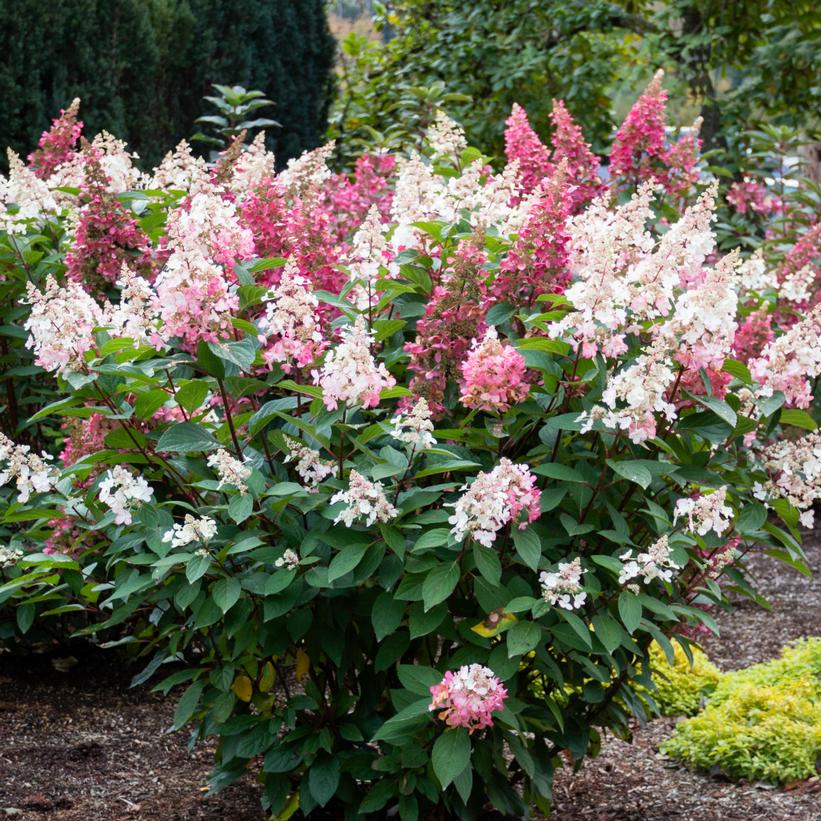 Hpopr013 Candelabra® Hydrangea