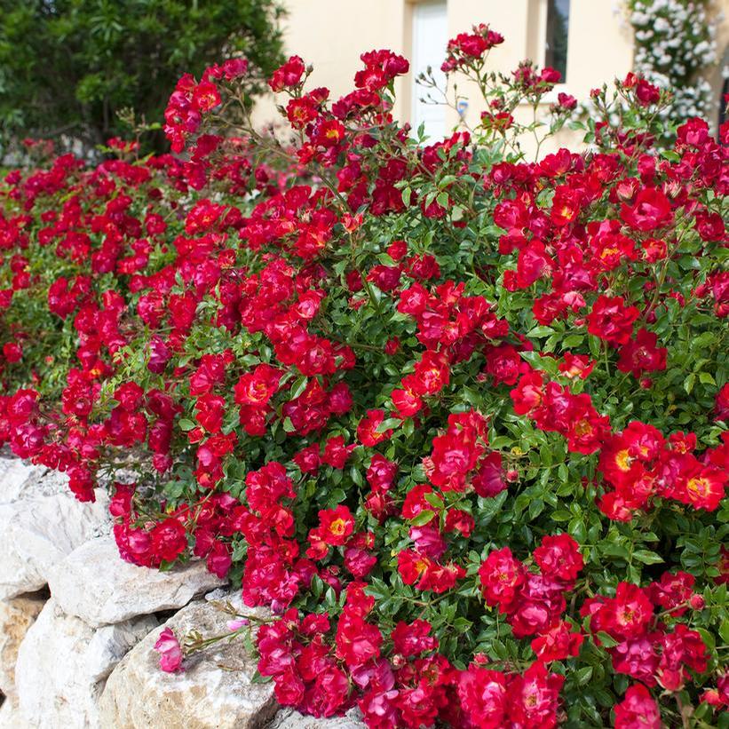Meigalpio Red Drift®Rose