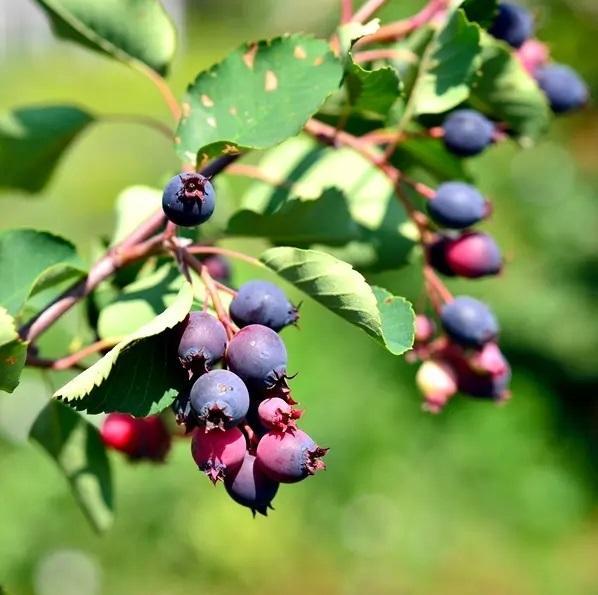 Honeywood Saskatoon Berry