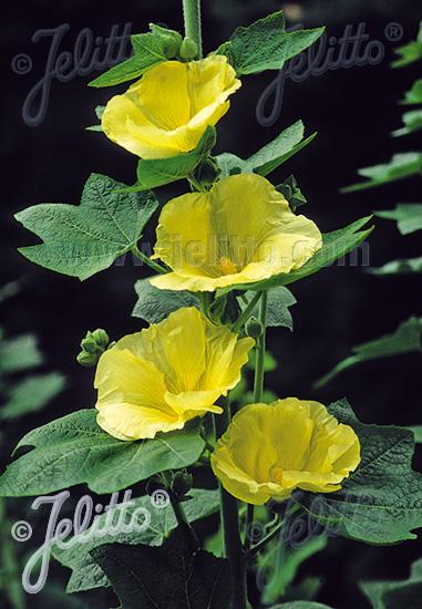 Sunshine Hollyhock
