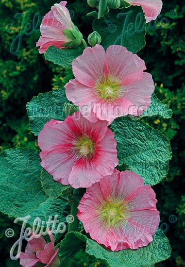 Radiant Rose Hollyhock