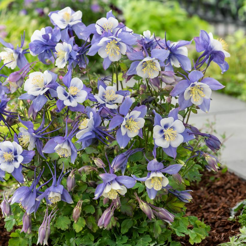 Earlybird™ Blue and White Columbine