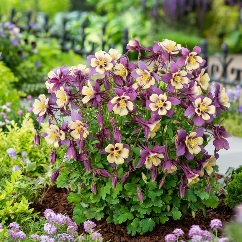Earlybird™ Purple and Yellow Columbine