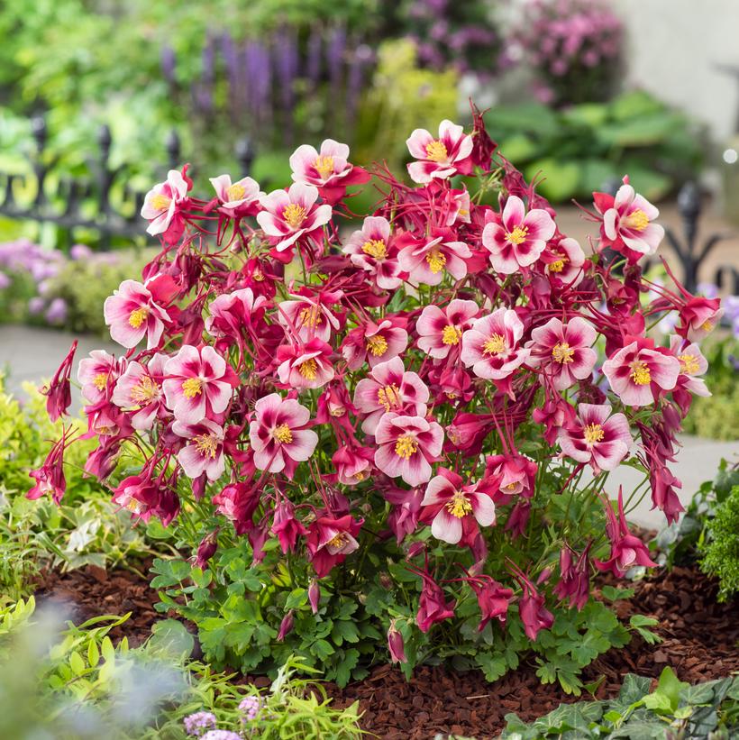 Earlybird™ Red and White Columbine