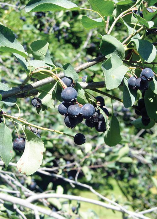 Northline Saskatoon Berry