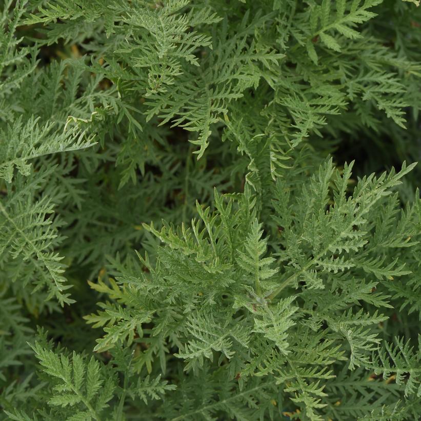 SunFern™ Arcadia Wormwood