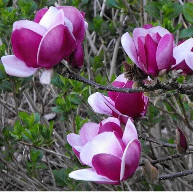 Cameo Magnolia