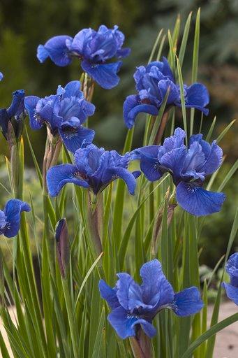 Siberian Iris Cote D&