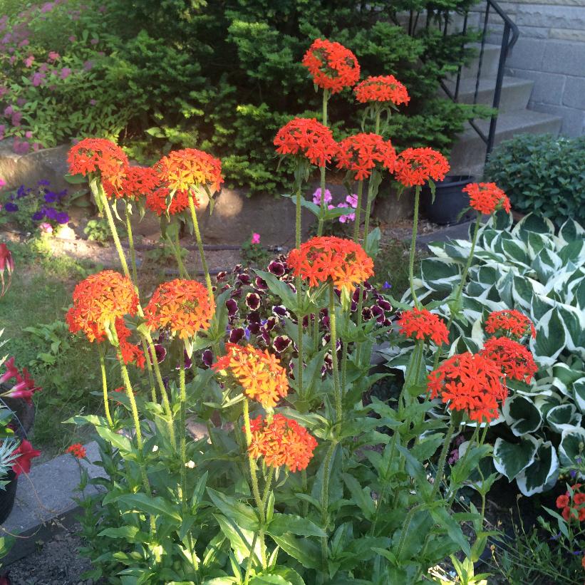 Maltese Cross, Jerusalem Cross, Scarlet lightning