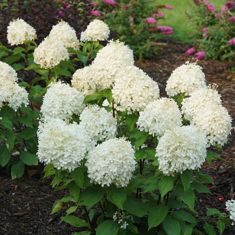 NCHP1 Puffer Fish® Panicle Hydrangea