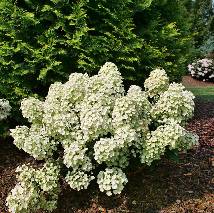 SMNHPSB Tiny Quick Fire® Panicle Hydrangea