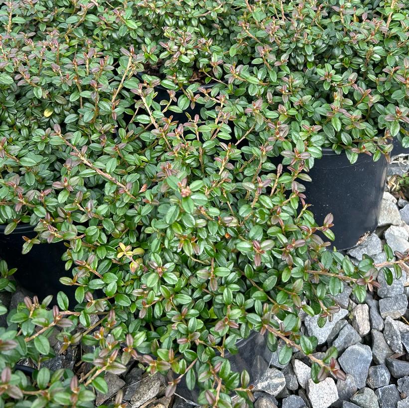 Emerald Beauty™ Cotoneaster
