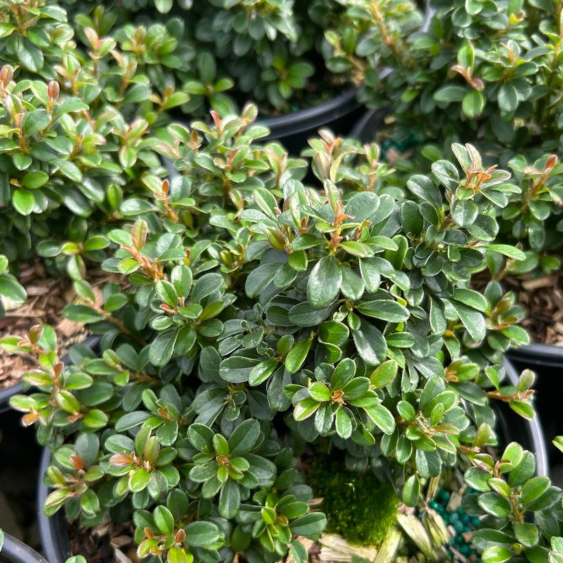 Emerald Sprite™ Cotoneaster