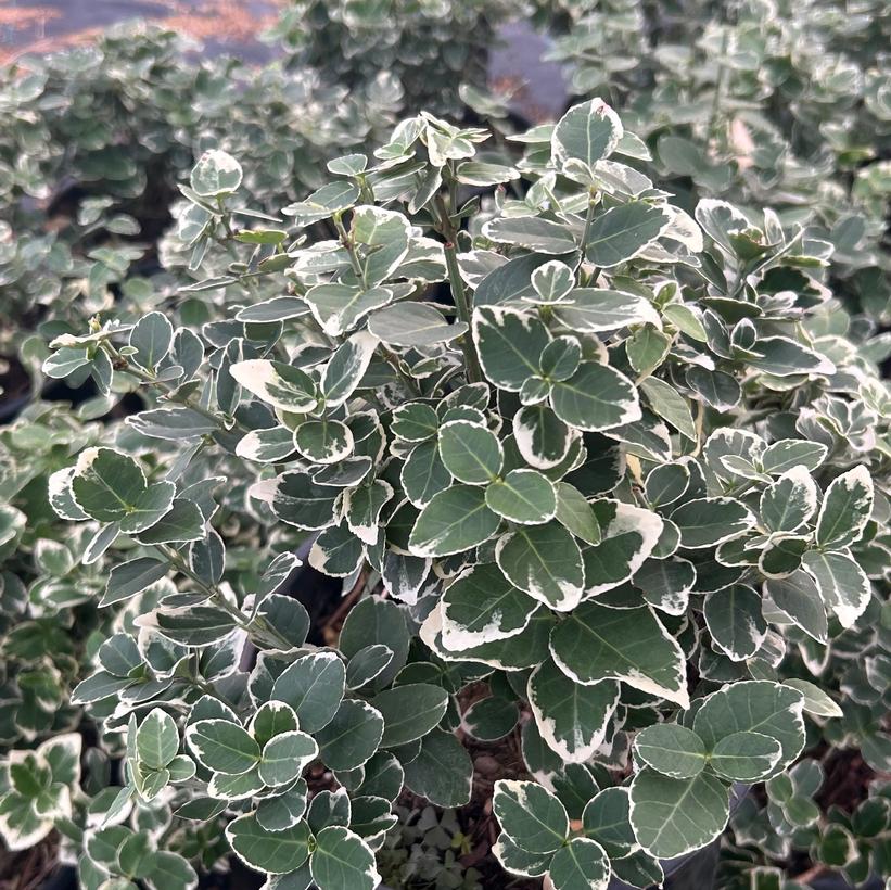 Emerald Gaiety Euonymus, Emerald Gaiety Wintercreeper