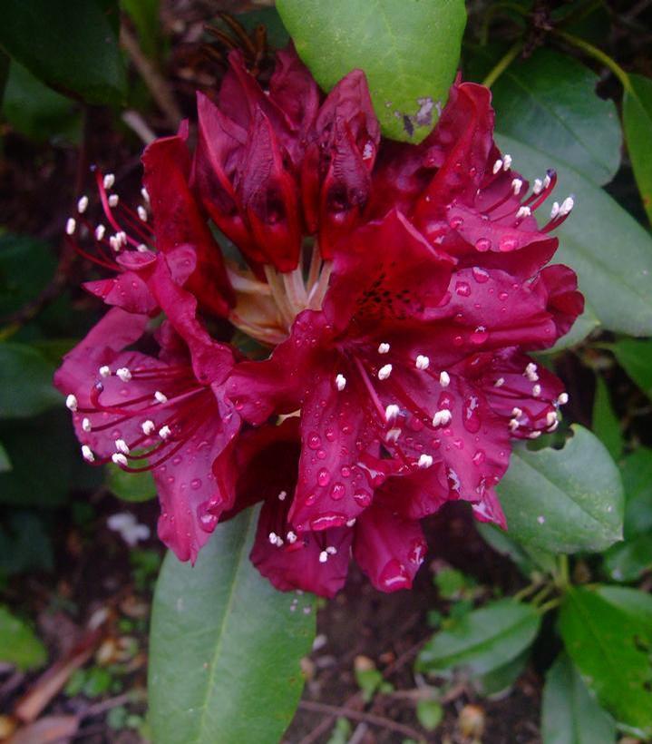 Dark Lord Rhododendron