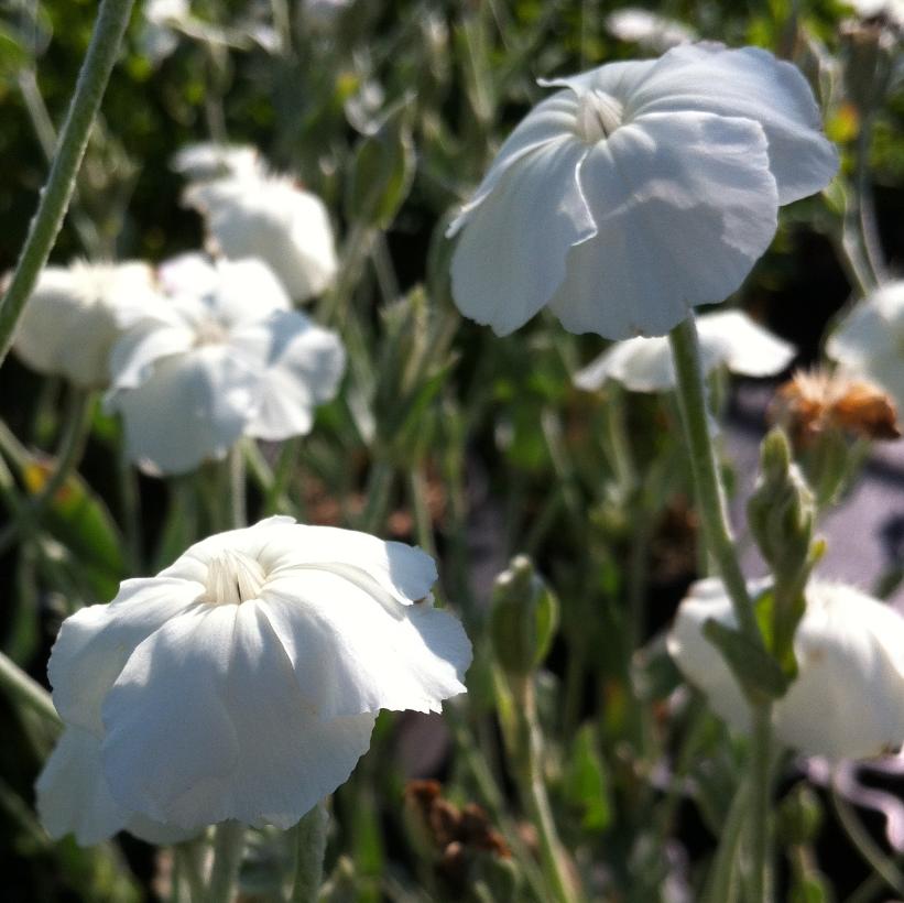 White Campion, Dusty Miller, Alba Mullein Pink