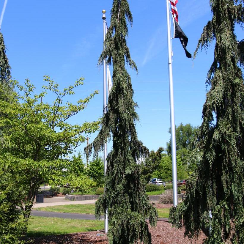 Green Arrow Weeping Falsecypress