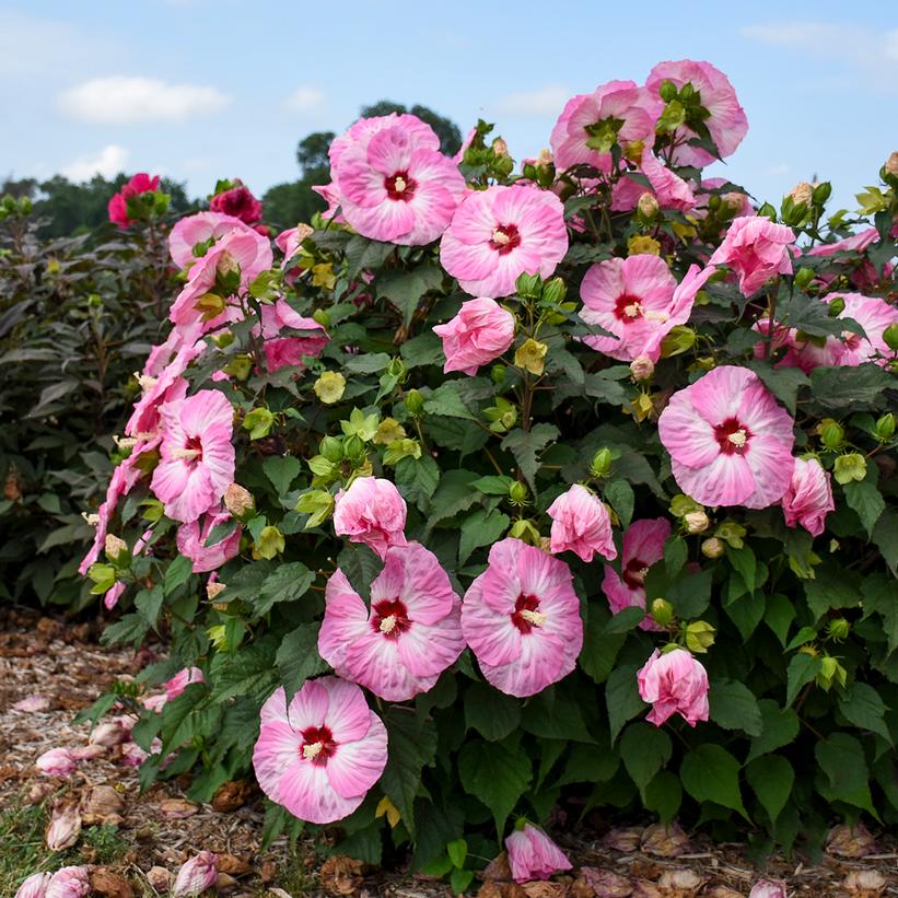 Spinderella Rose Mallow