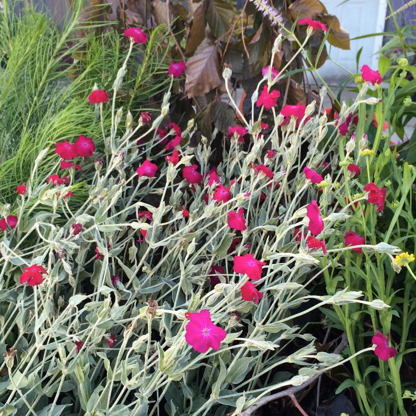 Campion, Dusty Miller, Mullein Pink