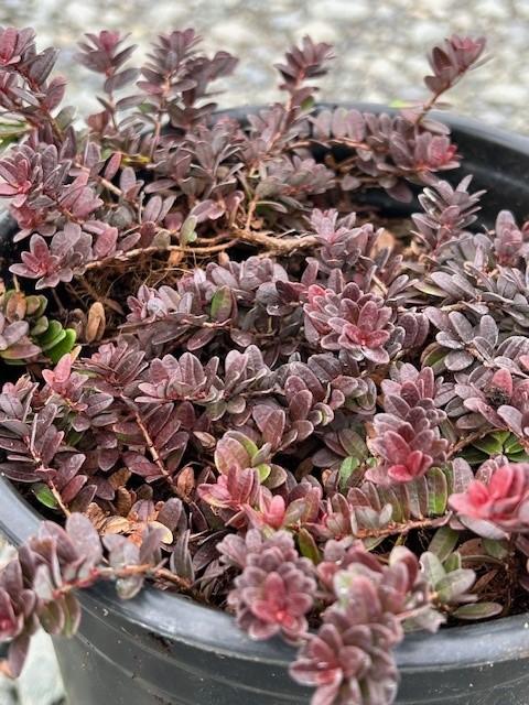 Hamilton Dwarf Cranberry