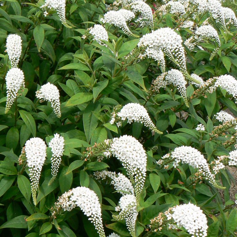Gooseneck Loosestrife