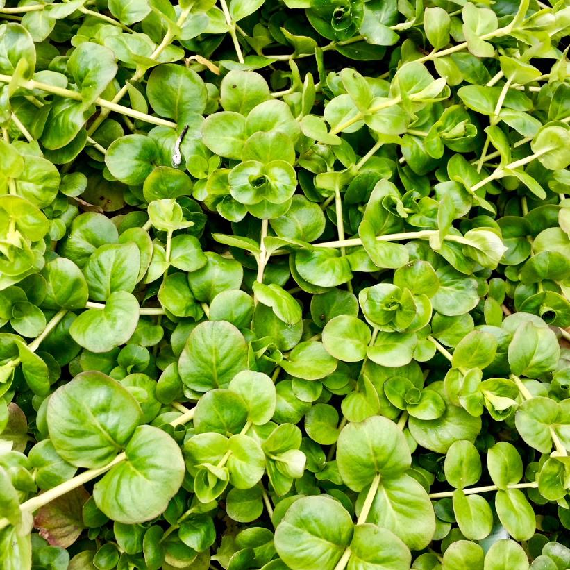 Moneywort, Creeping Jenny, Wandering Sally