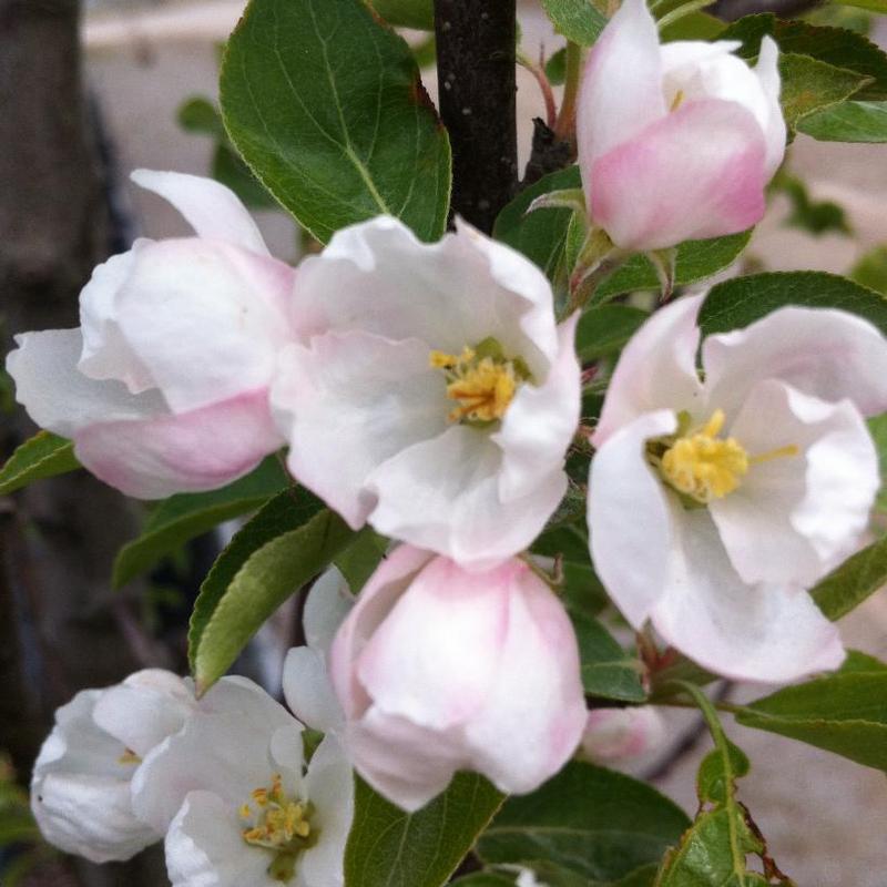 Rinki Crabapple