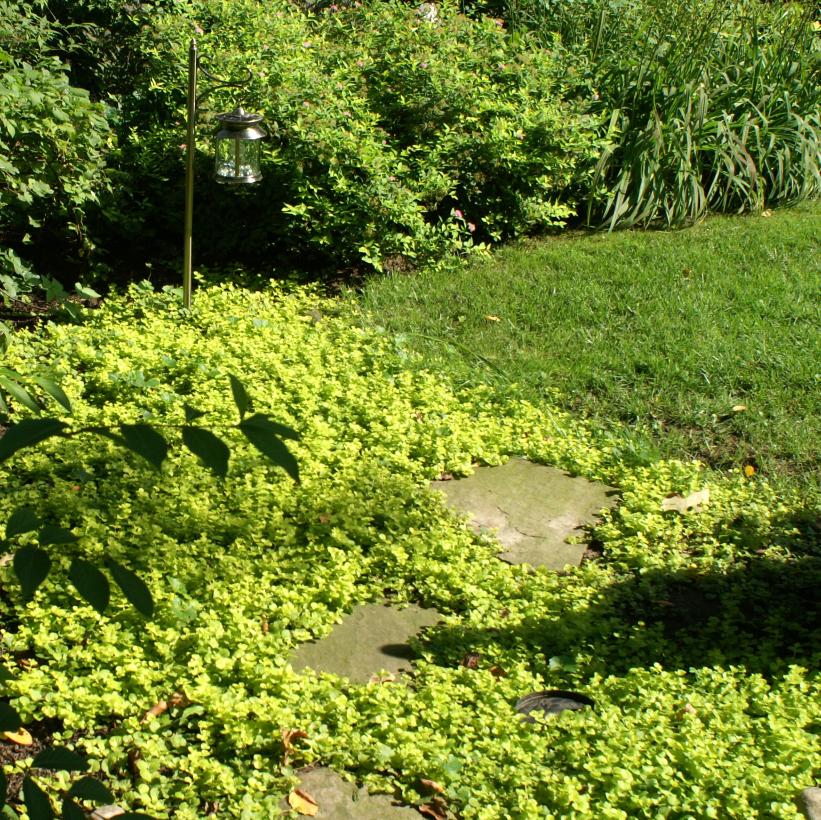 Golden Moneywort, Golden Creeping Jenny
