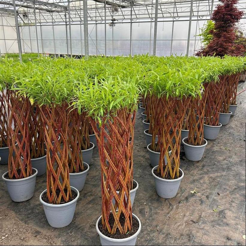 Braided Willow 80cm (12" Pot)