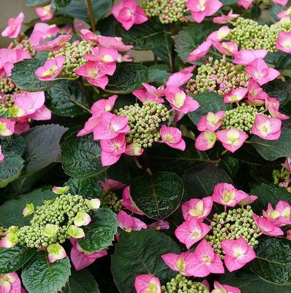 SMNHSG Tuff Stuff Top Fun® Mountain Hydrangea