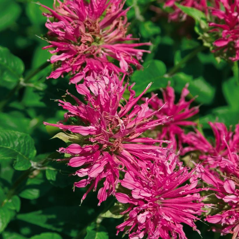 Grand Marshall™ Bee Balm, Bergamot