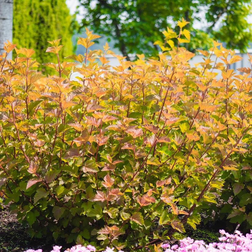 LP1 Savannah Sunset™ Ninebark