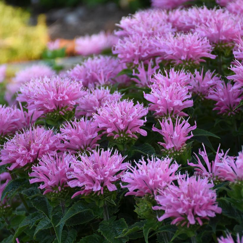 SugarBuzz® Pink Frosting Bee Balm