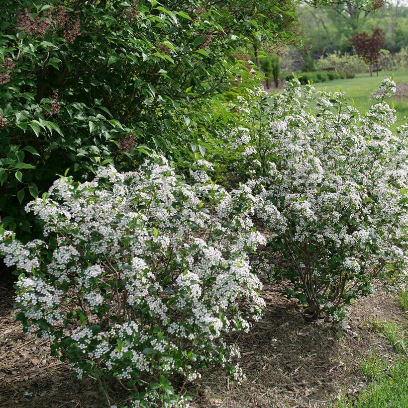 SMNAMPEM Low scape Snowfire® Chokecherry