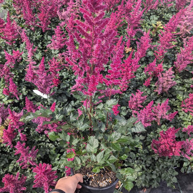 Visions Volcano False Spirea, Astilbe