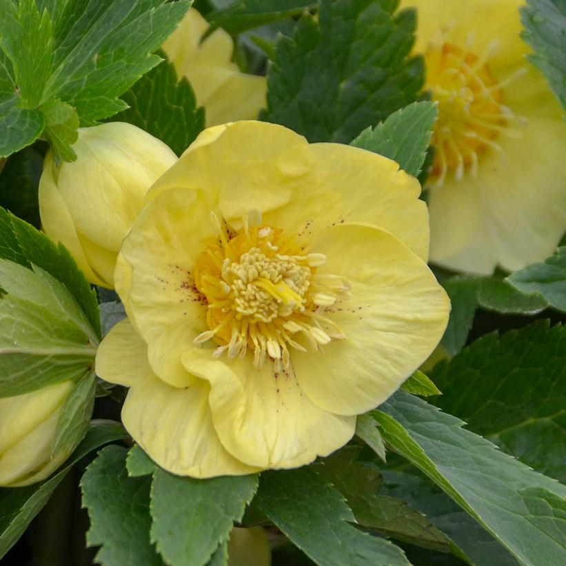 Lenten Rose