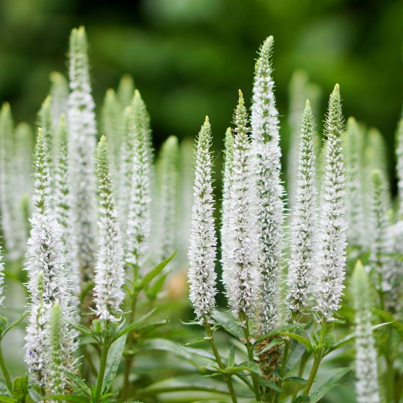 Snow Candles Speedwell