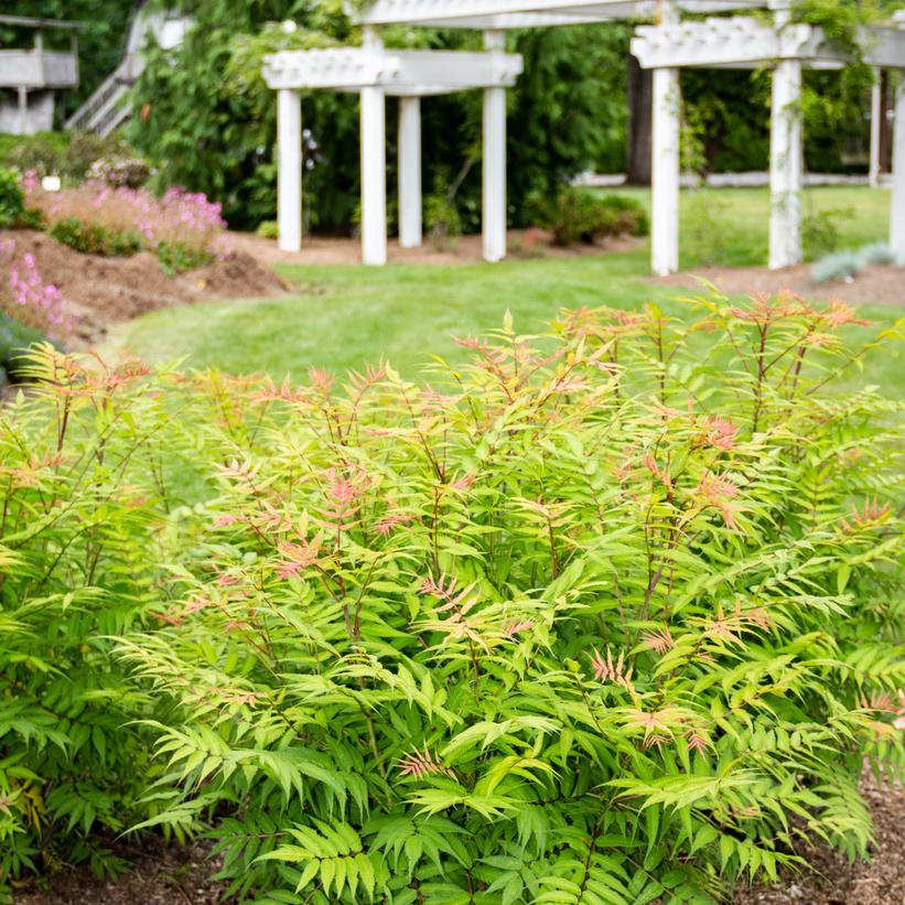Bococot Cherry on Top® Sorbaria