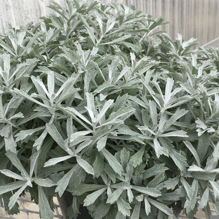 GardenGhost™ Wormwood