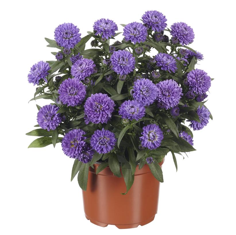 Showmakers® Blue Bayou Michaelmas Daisy