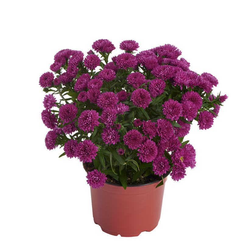 Showmakers® Magenta Michaelmas Daisy