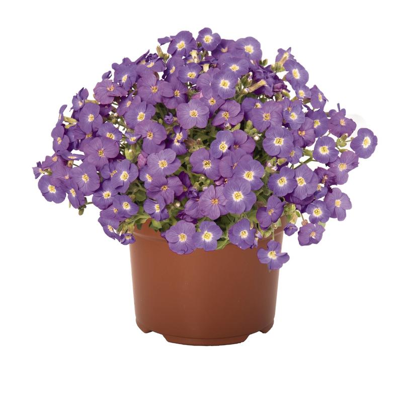Rock on Blue Rock Cress
