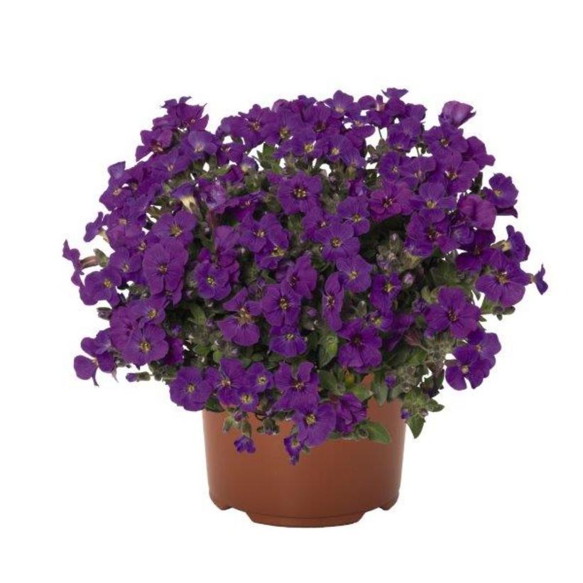 Rock on Purple Rock Cress