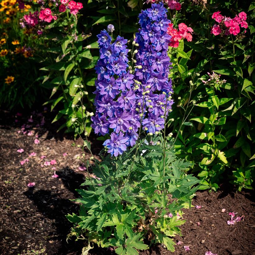 Laser Beam™ Delphinium