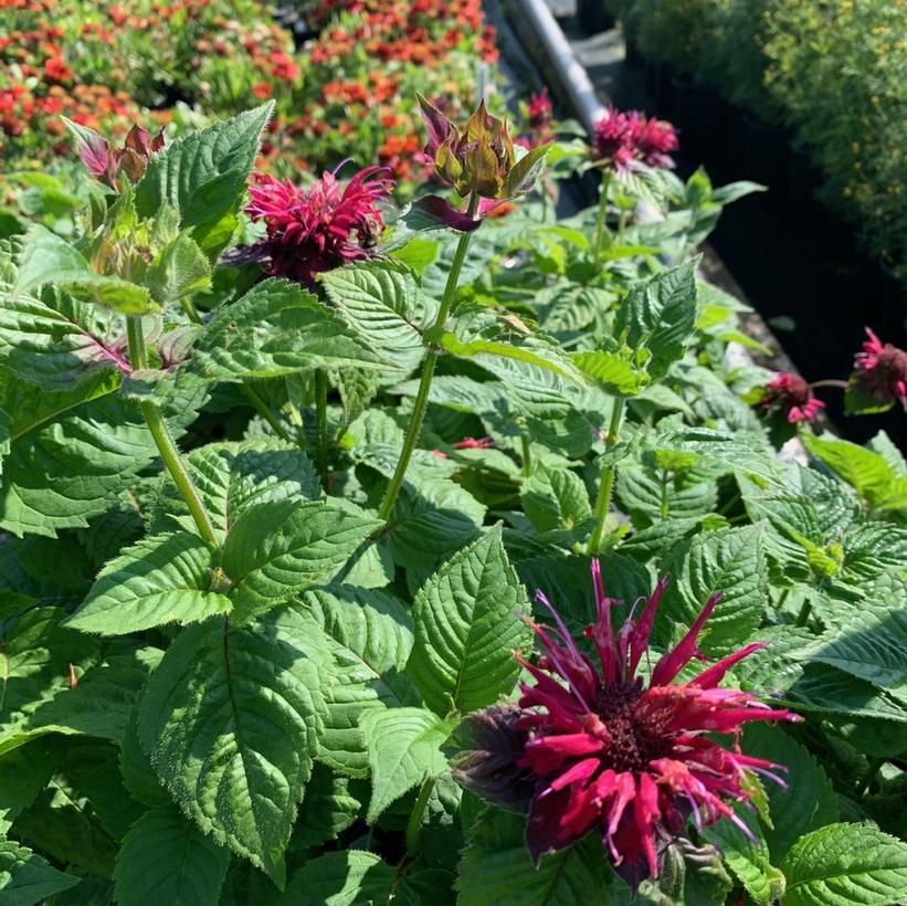 Fireball Bee Balm, Bergamot