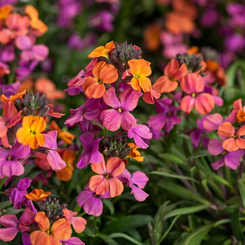 Wall Flower