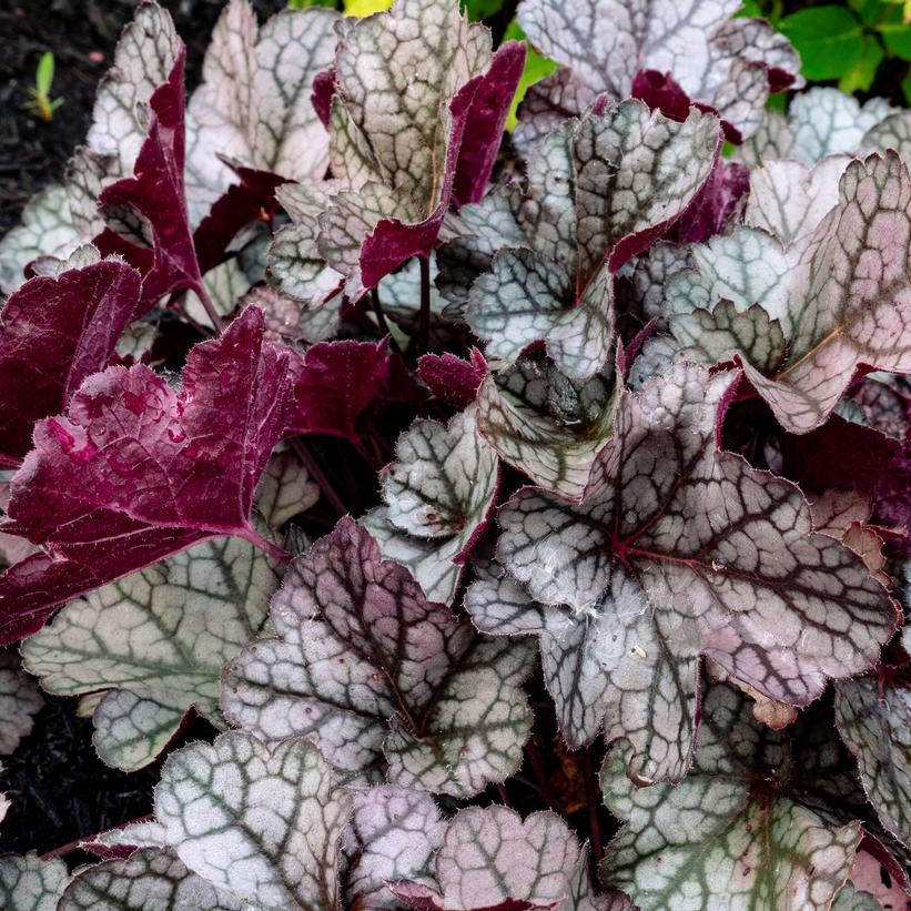 Coral Bells